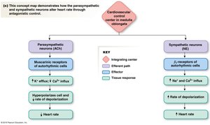 Concept map of autonomic control
