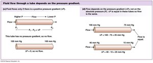 Fluid flow through a tube depends on the pressure gradient