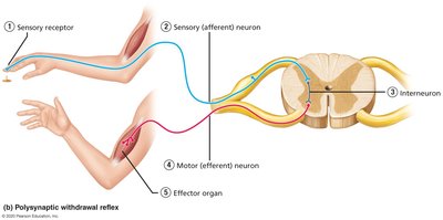 Polysynaptic Circuit Anatomy & Physiology Nervous System Study Guide | Notes