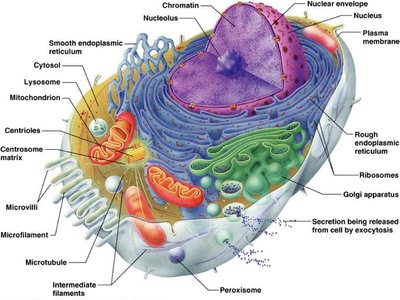 Generalized cell with labeled organelles