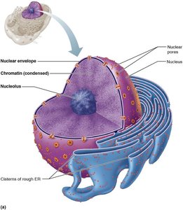 Nucleus structure with envelope, nucleolus, and chromatin