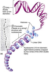 DNA, chromatin, and nucleosome structure