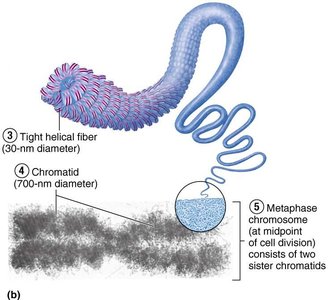 Chromatin condensation into chromosome