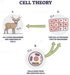 Cell theory illustration