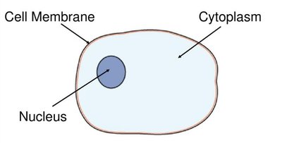 Simple cell diagram with nucleus, cytoplasm, and membrane