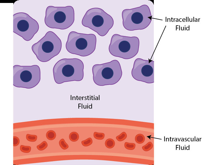 Diagram showing intracellular, interstitial, and intravascular fluid