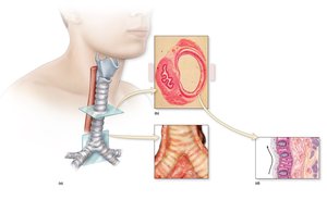 Trachea and bronchial tree structure