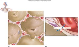 Alveolar structure and respiratory membrane