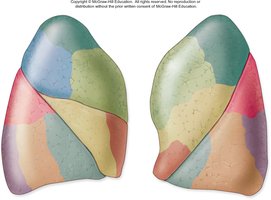 Bronchopulmonary segments of the lungs