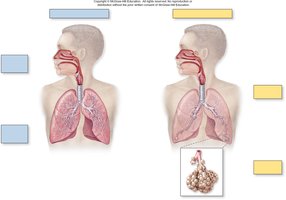 Structural organization of the respiratory system