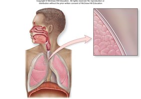 Pleural membranes and cavity
