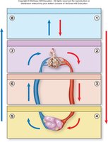 Respiratory processes and gas exchange
