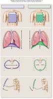 Thoracic cavity changes during inspiration and expiration