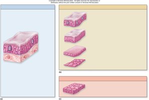 Progressively thinner epithelium in the respiratory tract