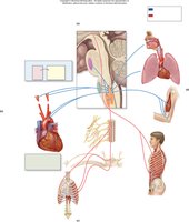 Neural control of breathing