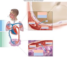 Respiratory membrane and gas exchange