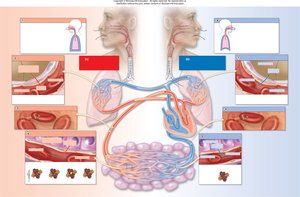 Carbon dioxide transport and systemic gas exchange