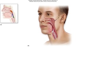 Pharynx and larynx anatomy