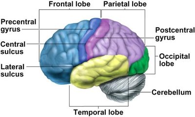 Lateral view of the brain with colored lobes and gyri