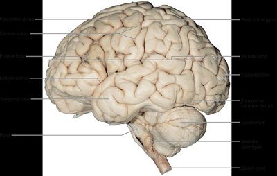 Detailed lateral view of the brain with functional areas