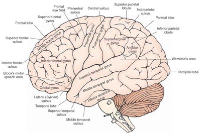 Lateral view of the brain with labeled gyri and sulci