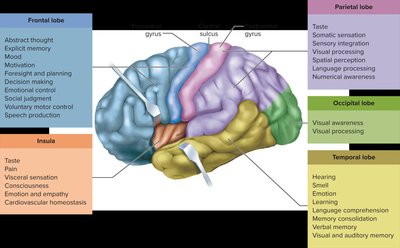 Cerebral cortex with primary and association areas