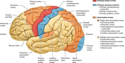 Brain regions for special senses