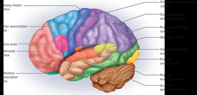 Topography of the somatic sensory and motor cortex