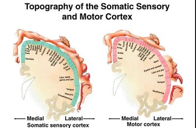 Somatosensory homunculus
