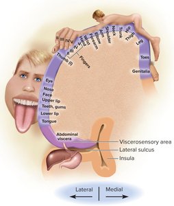 Somatosensory cortex and general senses