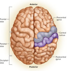 Primary somatosensory cortex in the postcentral gyrus
