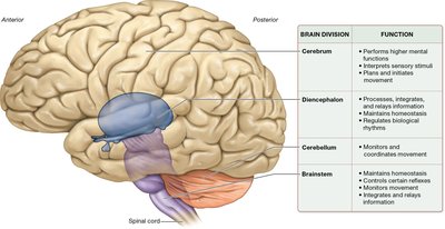Lateral view of the brain with major divisions and functions