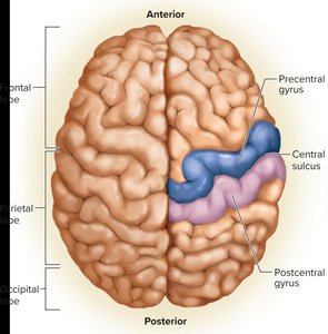 Primary motor cortex in the precentral gyrus