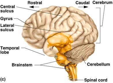 Brain directional terms and surface anatomy