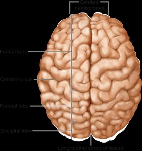 Superior view of the brain showing lobes and fissures