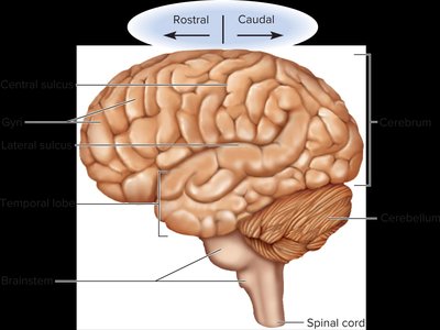 Lateral view of the brain showing lobes and sulci