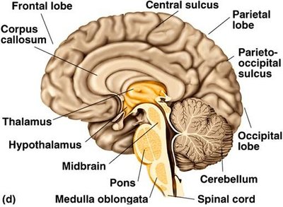 Sagittal section of the brain showing internal structures