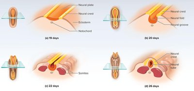 Stages of neurulation and neural tube formation