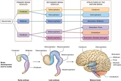 Brain vesicle development and adult brain regions
