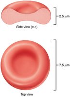 Structure of erythrocytes (side and top view)