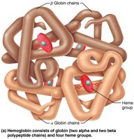 Hemoglobin structure: globin chains and heme groups