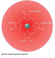 Iron-containing heme pigment