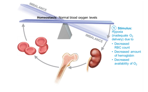 Erythropoietin mechanism for regulating erythropoiesis