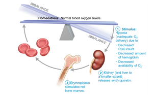 Erythropoietin mechanism for regulating erythropoiesis