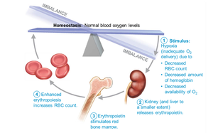Erythropoietin mechanism for regulating erythropoiesis
