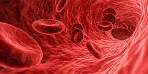 Red blood cells flowing through a blood vessel