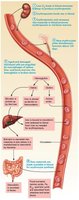 Life cycle of red blood cells