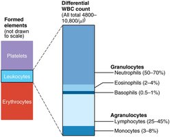 Types and relative percentages of leukocytes in normal blood