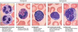 Microscopic images of leukocytes