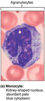 Monocyte